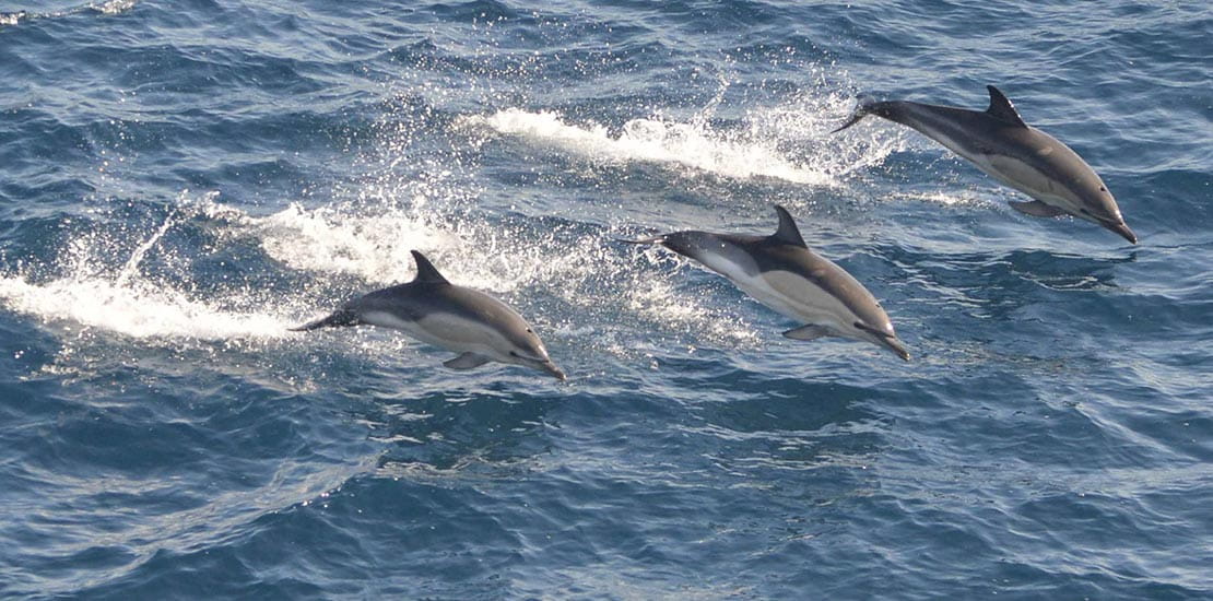 Clymene dolphins leaping as a group